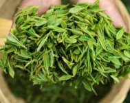 茶樹(shù)產(chǎn)量高嗎？一畝產(chǎn)多少斤？
