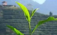 客田鎮(zhèn)：茶樹吐新芽，茶農(nóng)喜增收